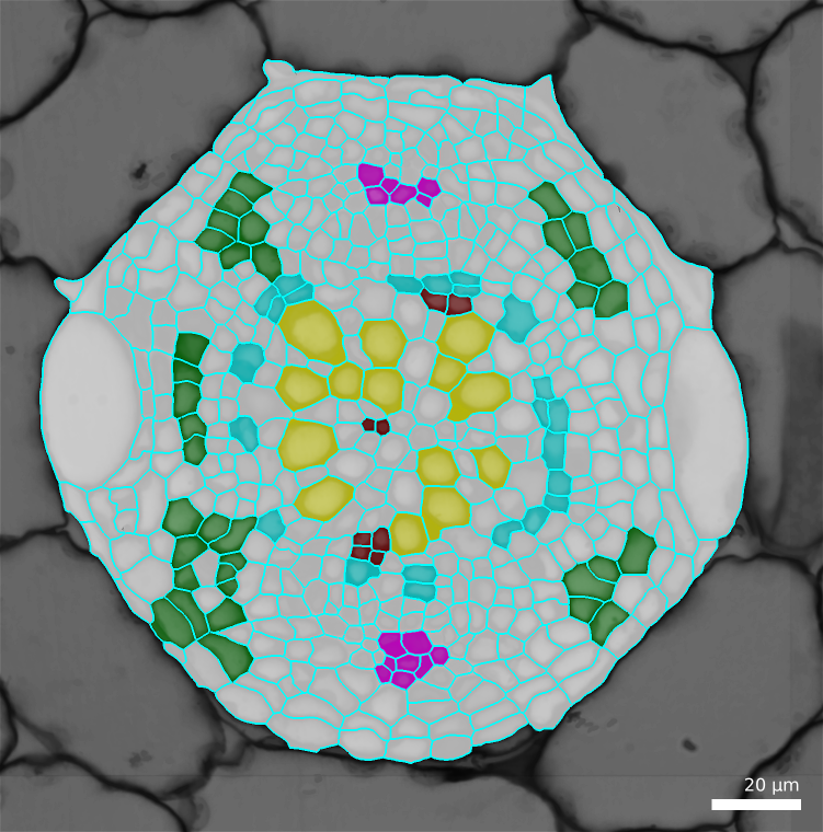 Example of input labelled cells.